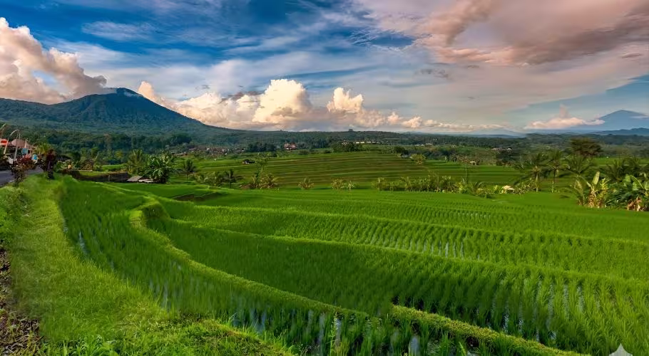 Jatiluwih Rice Terraces In Tabanan Jatiluwih Rice Terraces In Tabanan